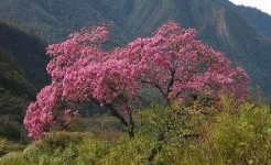 Arbol Nacional de El Salvador El Maquilishuat arbol de El Salvador
